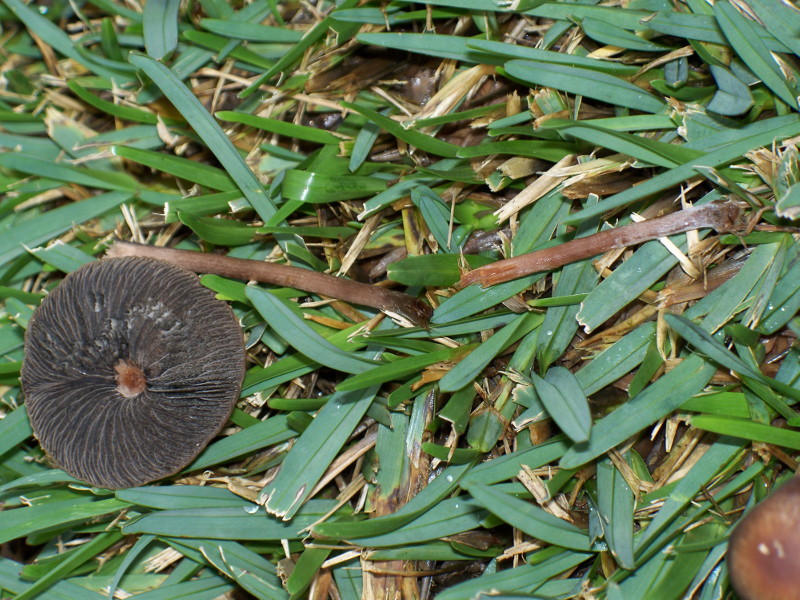 funghetti in giardino